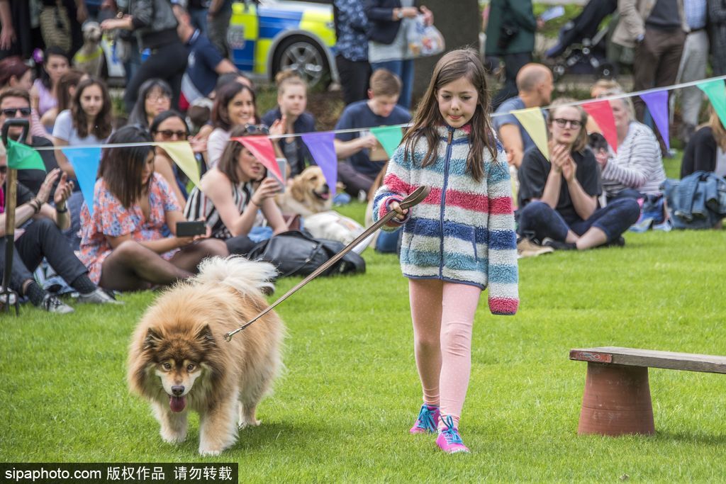 英國倫敦舉行“內(nèi)殿學院”狗狗展 超萌汪星人搞笑來襲
