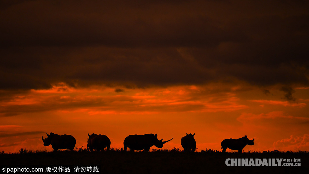 唯美如高清壁紙 攝影師實拍世界各地野生動物