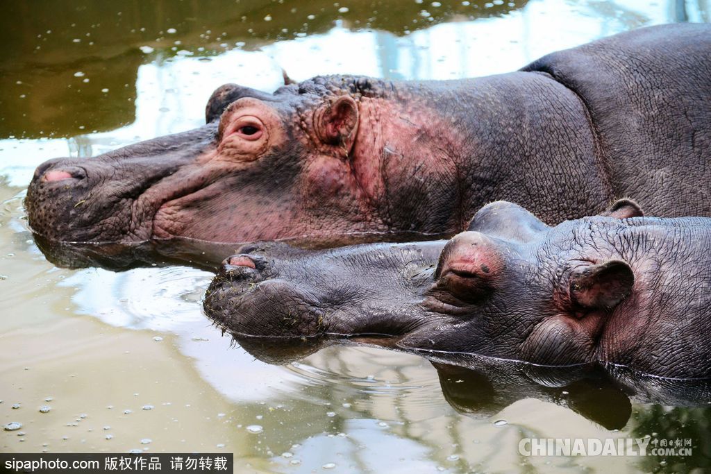 山東青島：實拍河馬刷牙 全程配合無比享受