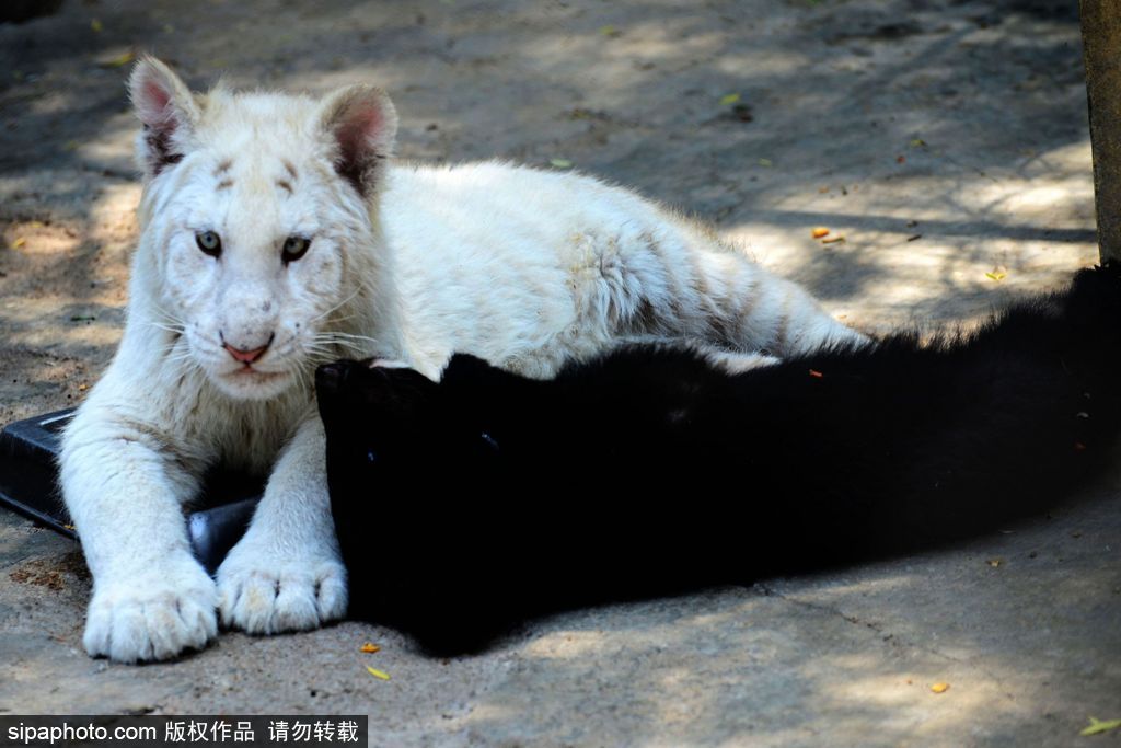 山東青島：罕見熊虎和平共處 小白虎對準鏡頭做表情包