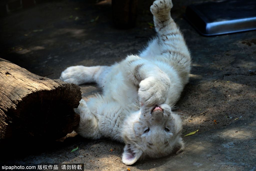 山東青島：罕見(jiàn)熊虎和平共處 小白虎對(duì)準(zhǔn)鏡頭做表情包