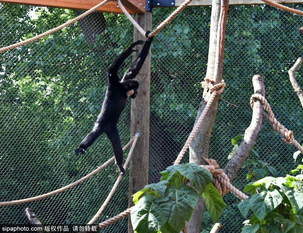 英國倫敦動物園長臂猿 “飛檐走壁”身手敏捷