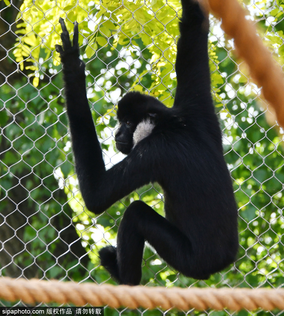 英國倫敦動物園長臂猿 “飛檐走壁”身手敏捷