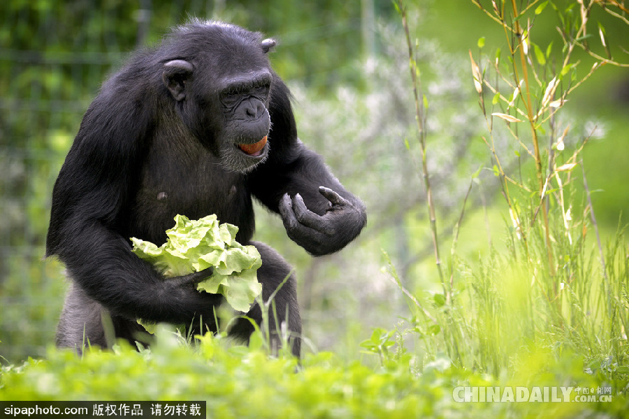 能耐了！捷克動物園黑猩猩直立行走采摘食物有模有樣