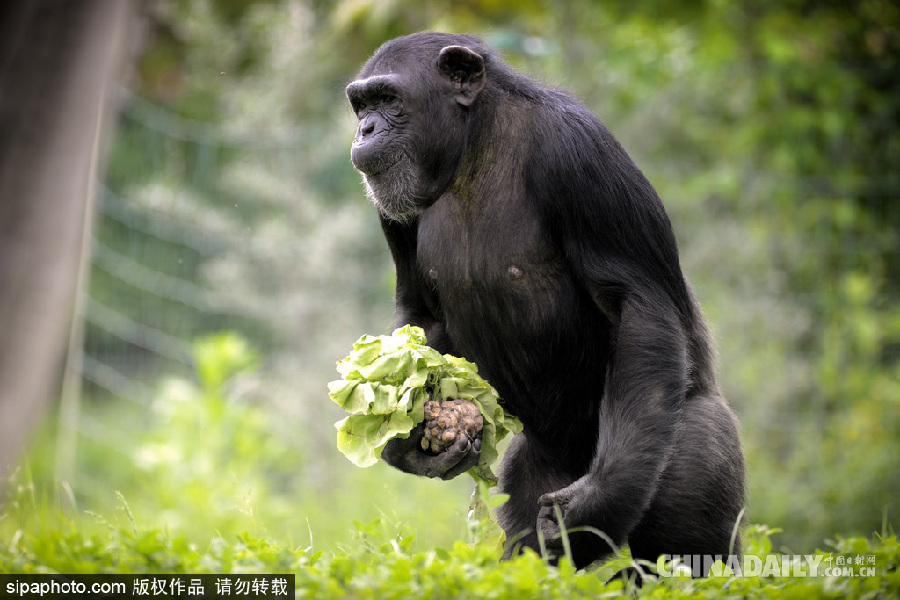 能耐了！捷克動物園黑猩猩直立行走采摘食物有模有樣