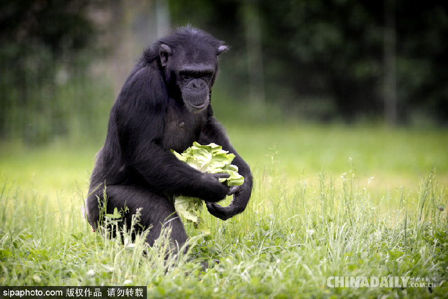 能耐了！捷克動(dòng)物園黑猩猩直立行走采摘食物有模有樣