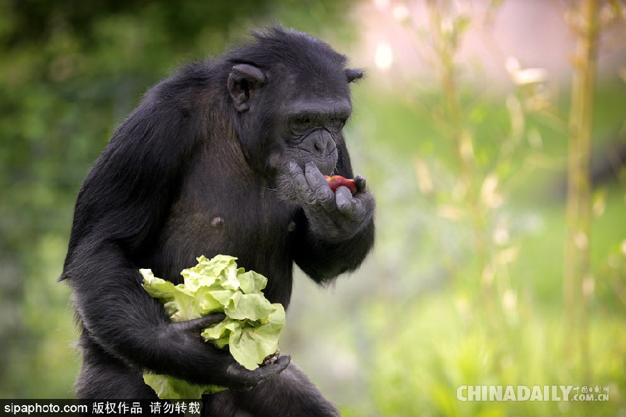 能耐了！捷克動物園黑猩猩直立行走采摘食物有模有樣