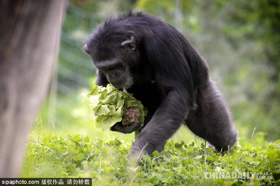 能耐了！捷克動物園黑猩猩直立行走采摘食物有模有樣
