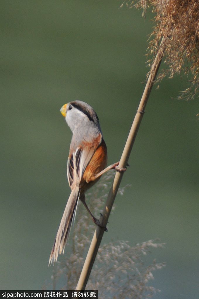 活化石“鳥(niǎo)中熊貓”——震旦鴉雀 落戶青島入海口濕地