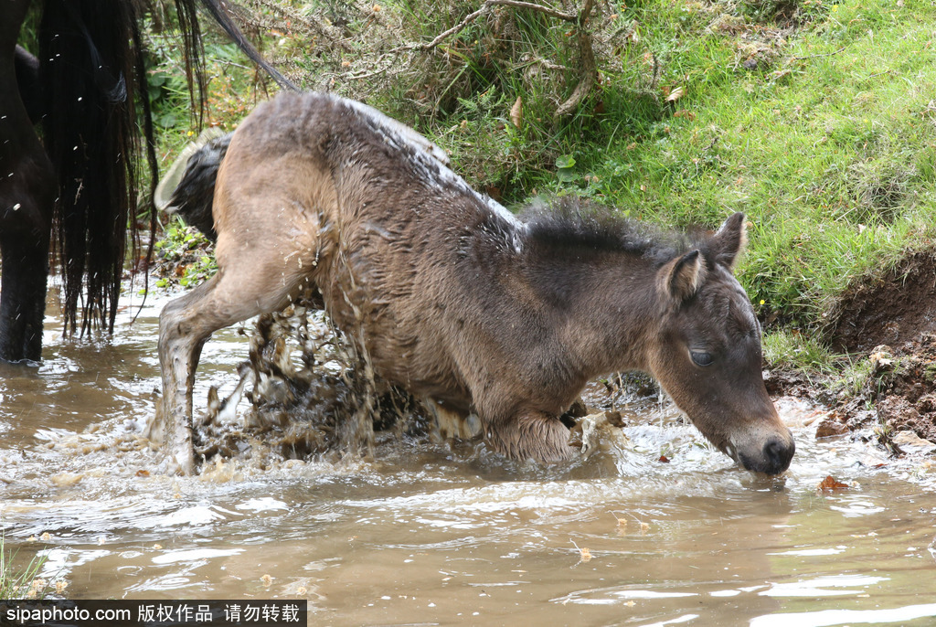 英國(guó)：剛出生小馬駒高溫難耐 河中打滾降溫樂壞了