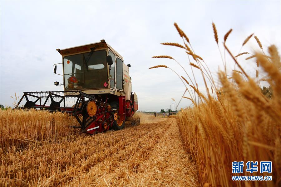 芒種到 農(nóng)事忙