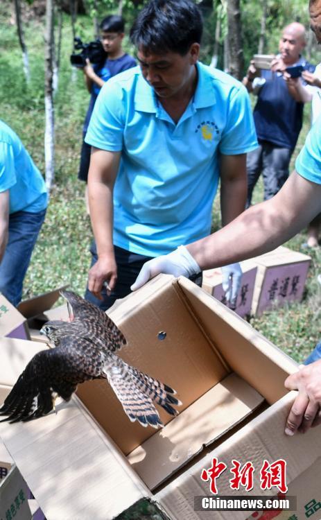 云南266頭(只)野生動物被放歸自然