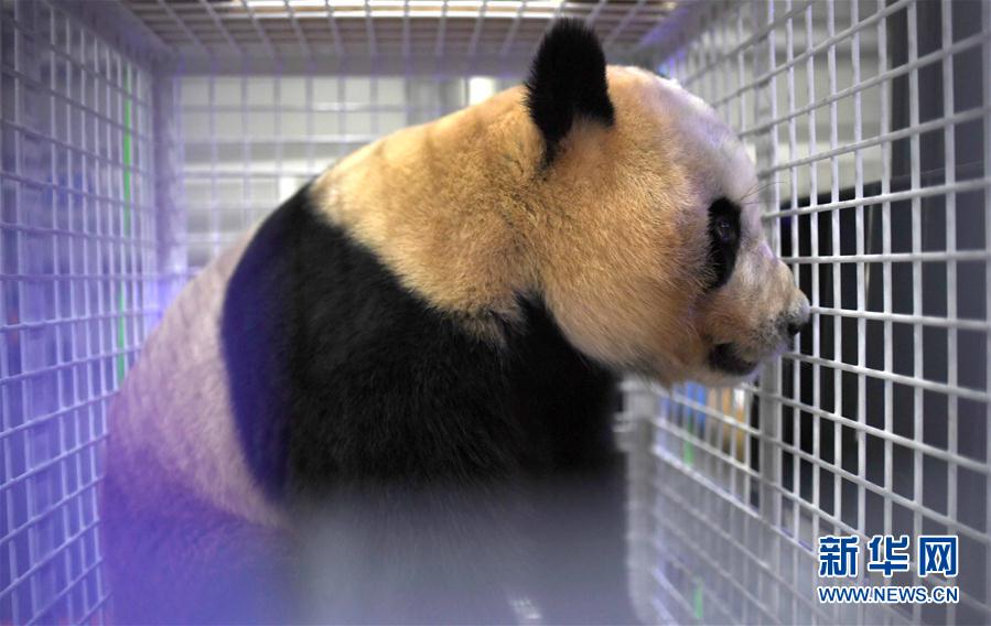 三只旅日大熊貓順利返回家鄉成都