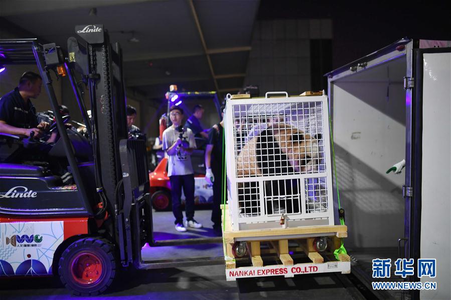 三只旅日大熊貓順利返回家鄉成都