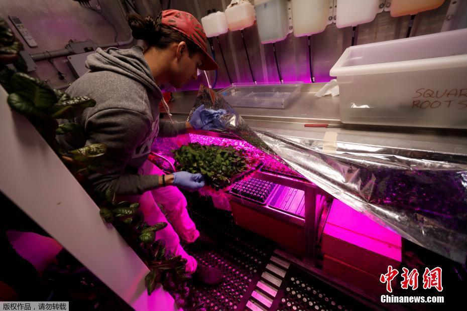 紐約科技范集裝箱農(nóng)場 通過光控種植蔬菜