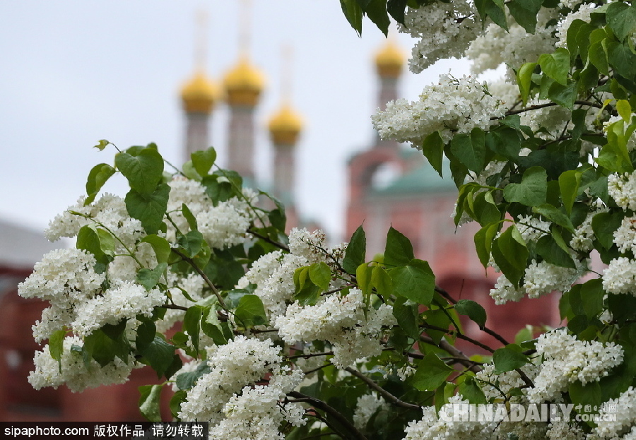 俄羅斯莫斯科街頭丁香花盛開(kāi) 清新淡雅