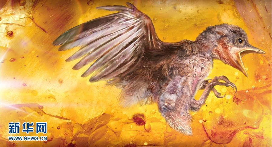 科學(xué)家首次在琥珀中發(fā)現(xiàn)雛鳥標本