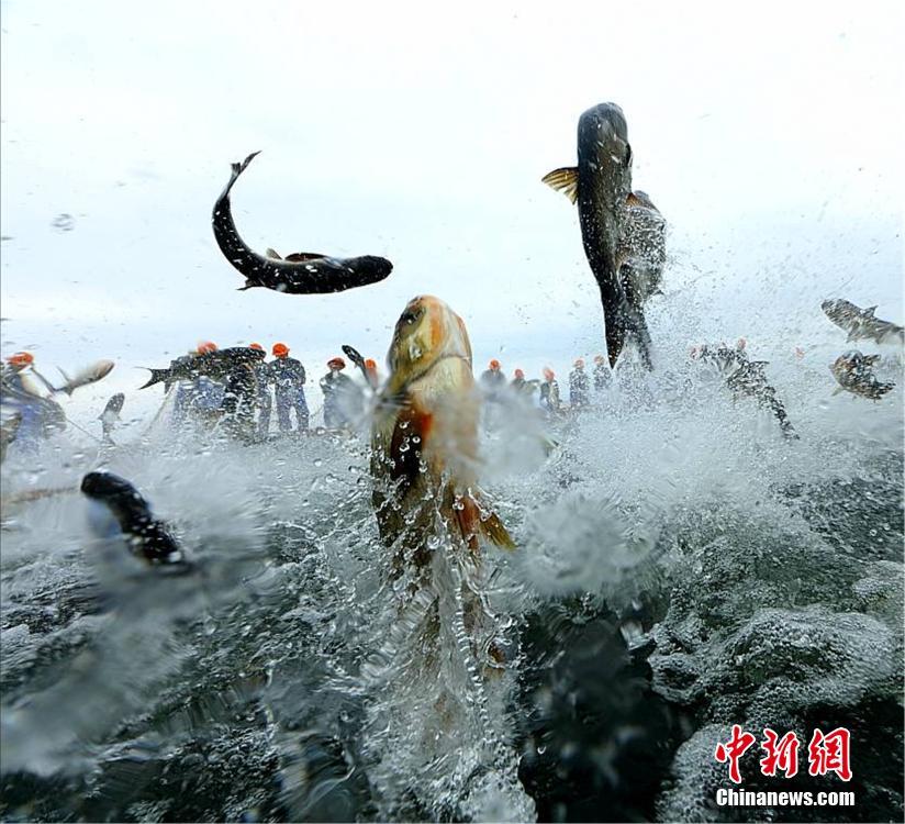 浙江千島湖再現(xiàn)“巨網(wǎng)捕魚(yú)” 萬(wàn)魚(yú)起躍堪稱(chēng)盛景