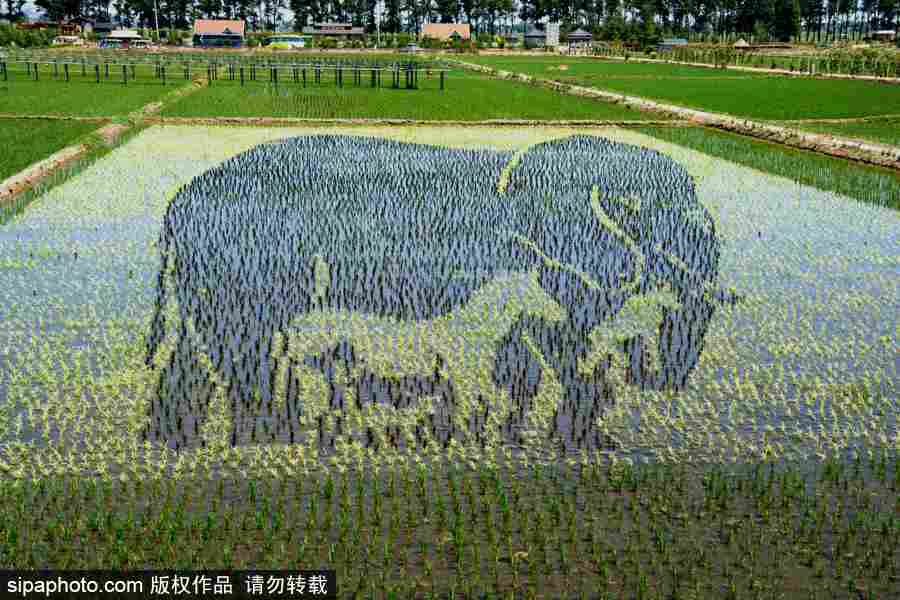 沈陽(yáng)巨幅3D稻田畫進(jìn)入觀賞期 “龍圖騰”“天女散花”震撼亮相