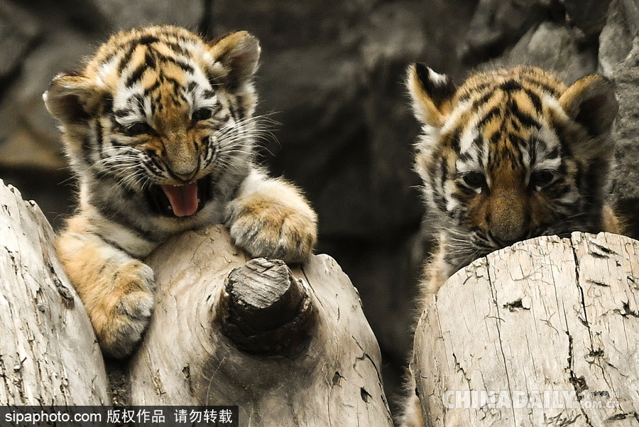 俄羅斯動物園里的西伯利亞虎幼崽 小家伙虎頭虎腦超呆萌