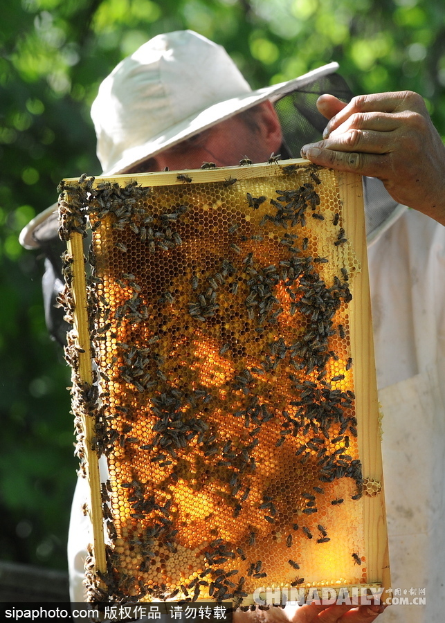 深山里的原生態(tài)蜂蜜 探訪白俄羅斯養(yǎng)蜂農(nóng)場(chǎng)
