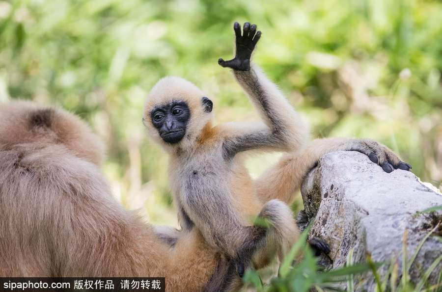 天生擺“黑臉” 里昂動物園長臂猿幼崽憨傻可愛