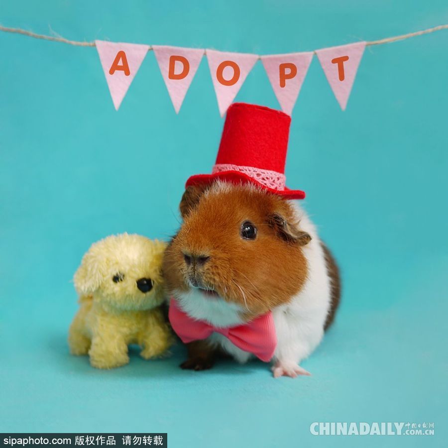 網(wǎng)紅范十足 盤點動物界選手“人模人樣”