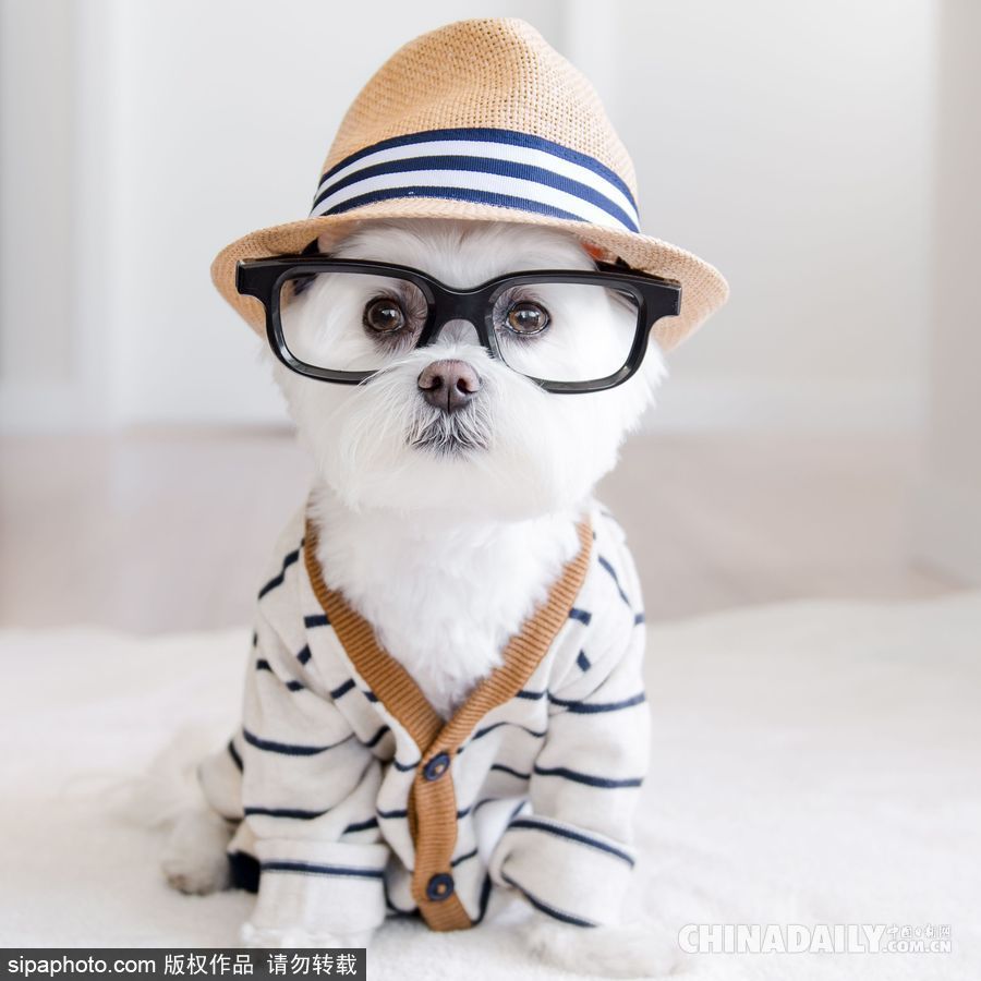 網(wǎng)紅范十足 盤點動物界選手“人模人樣”