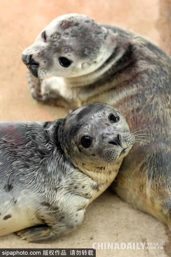 楚楚可憐小眼神 德國海豹“孤兒”將被放歸海洋