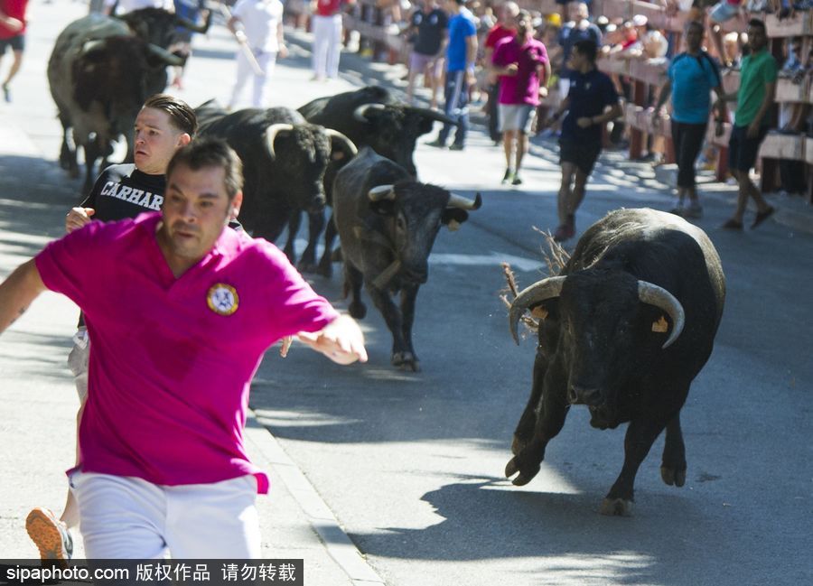 西班牙托雷洪市舉行奔牛節活動 眾壯漢遭公牛追逐落荒而逃