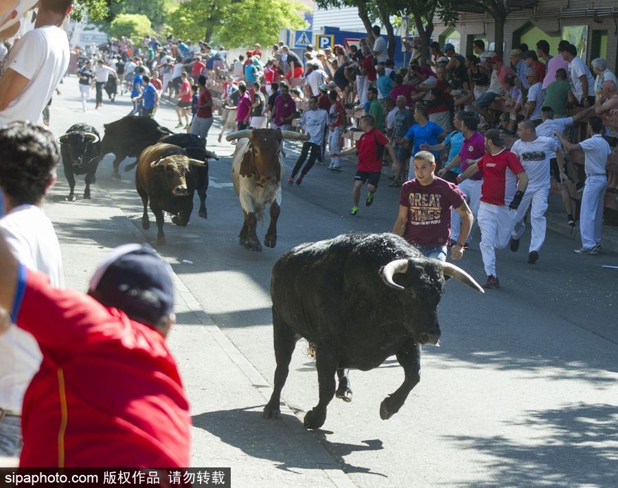西班牙托雷洪市舉行奔牛節活動 眾壯漢遭公牛追逐落荒而逃