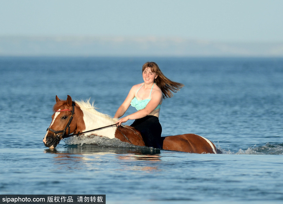 高溫來襲動(dòng)物也怕三伏天 騎手牽馬兒海中行走愜意十足