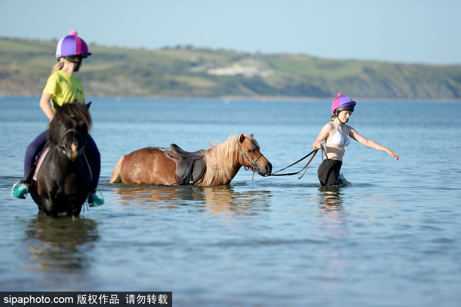 高溫來襲動物也怕三伏天 騎手牽馬兒海中行走愜意十足