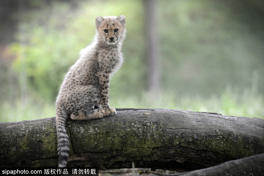 捷克動物園內(nèi)小獵豹首次隨媽媽外出 軟萌可愛