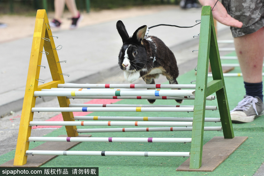 萌殺你的兔子！看德國“Kaninhop兔子障礙賽”上的運動健兒們