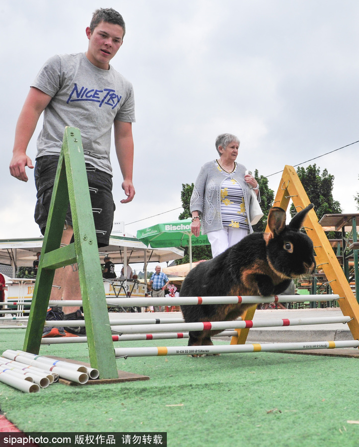 萌殺你的兔子！看德國“Kaninhop兔子障礙賽”上的運動健兒們