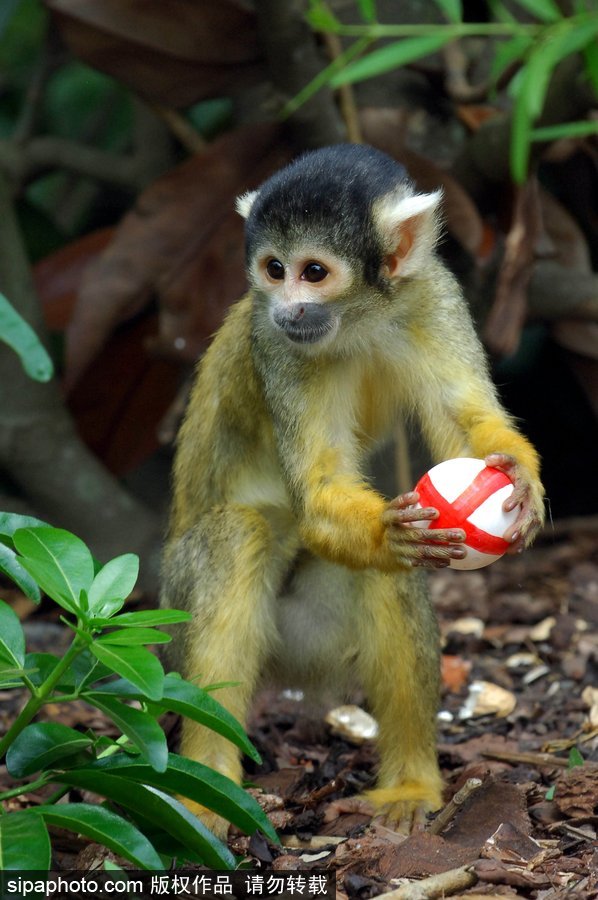 原來神奇的動物在這里！盤點動物界玩轉體育的異能高手