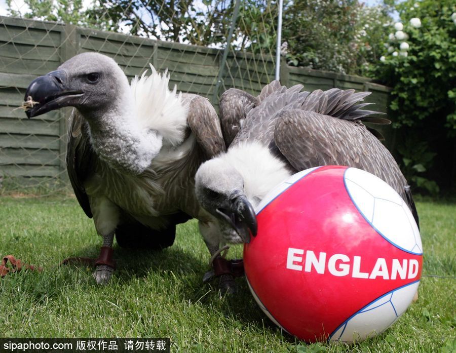 原來神奇的動物在這里！盤點動物界玩轉體育的異能高手