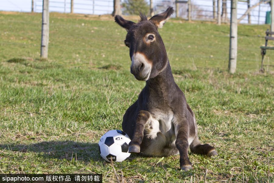 原來神奇的動物在這里！盤點動物界玩轉體育的異能高手