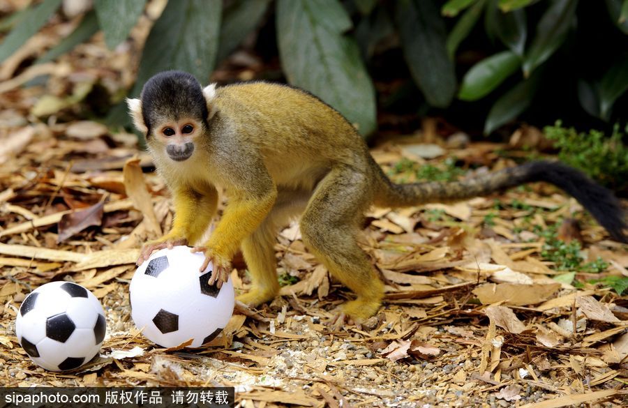 原來(lái)神奇的動(dòng)物在這里！盤(pán)點(diǎn)動(dòng)物界玩轉(zhuǎn)體育的異能高手