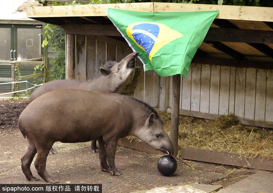 原來神奇的動物在這里！盤點動物界玩轉體育的異能高手