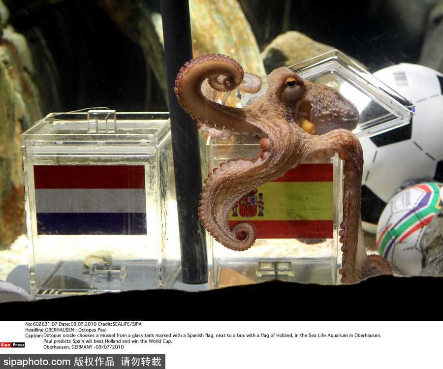 原來神奇的動物在這里！盤點動物界玩轉體育的異能高手