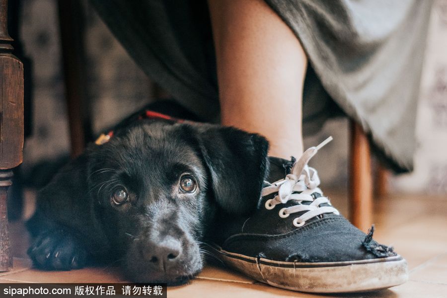 人類(lèi)最好的朋友 英國(guó)年度狗狗攝影師獲獎(jiǎng)作品