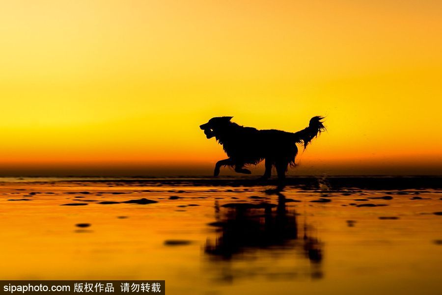 人類最好的朋友 英國年度狗狗攝影師獲獎作品