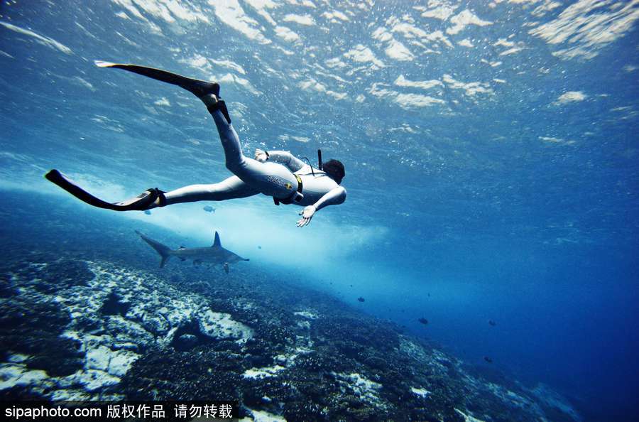 蔚藍國度 帶你領略神秘未知的海洋魅麗