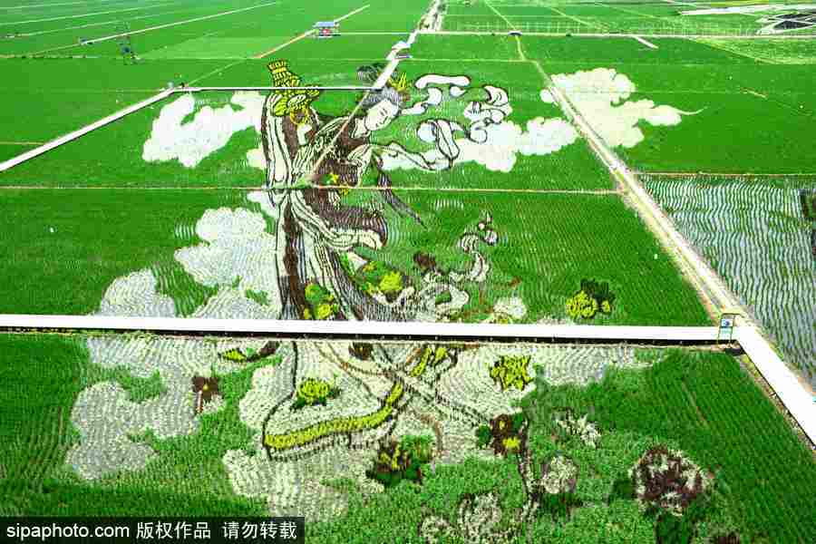 沈陽：稻田畫迎來最佳觀賞期 色彩艷麗震撼壯觀美翻了