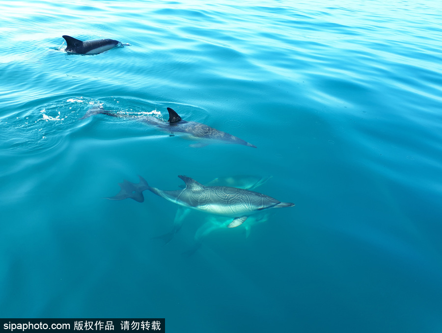 藍(lán)到“發(fā)光” 海豚外表竟擁有“藝術(shù)線條”神奇絕美