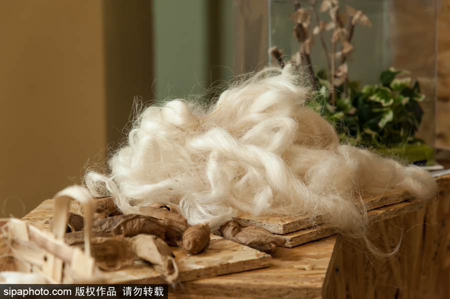 意大利舉辦蝴蝶展 完美詮釋蝴蝶發(fā)育四個階段