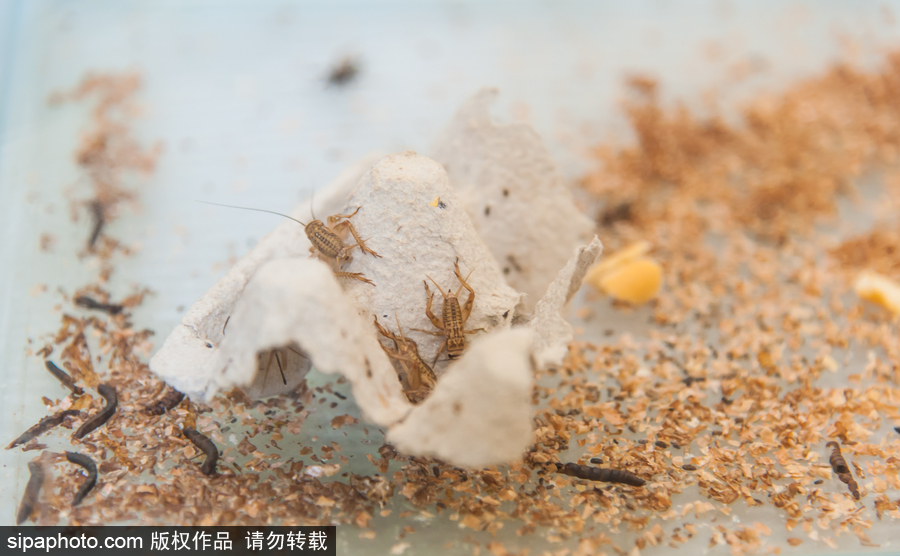 意大利舉辦蝴蝶展 完美詮釋蝴蝶發(fā)育四個階段