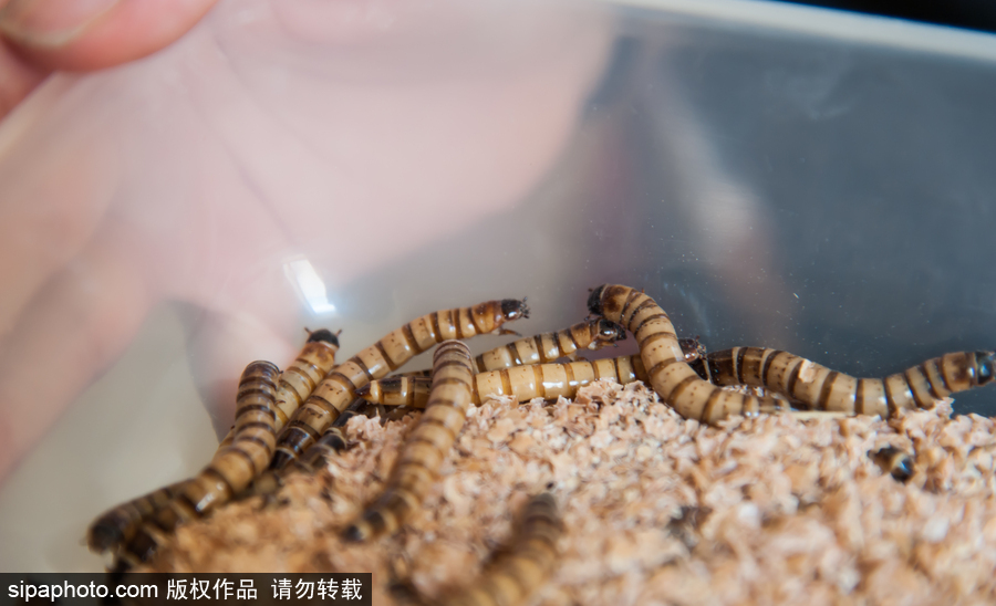 意大利舉辦蝴蝶展 完美詮釋蝴蝶發育四個階段